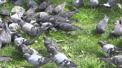 Many pigeons on green grass Video stock 40533372