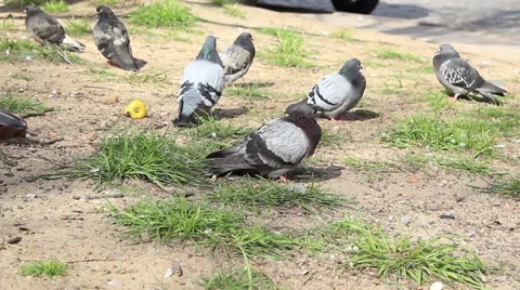 Many pigeons on the ground Stock Footage 41680674