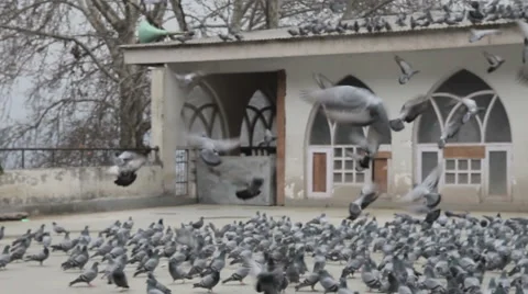 Many pigeons in the mosque 動画素材 45797128
