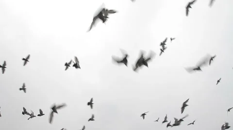 Many pigeons in the mosque,flying and sitting down on the roof Stock Footage 45796468