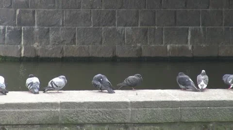 Many pigeons playing Stock Footage 9302250
