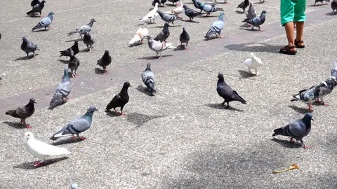 Many pigeons on the public square Stock Footage 70656324