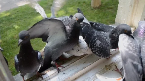 Many pigeons sitting windowsill Stock Footage 120041796