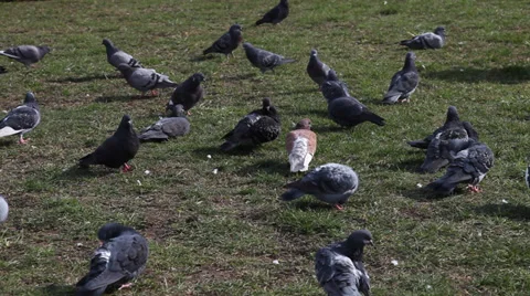 Many pigeons on a spring grass Stock Footage 36604528