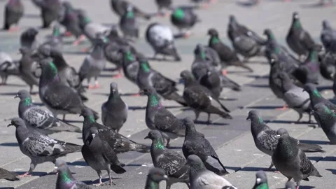 Many pigeons in Taksim square Stock Footage 148467251