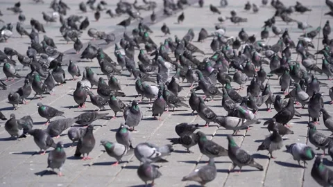 Many pigeons in Taksim square Stock Footage 148467256