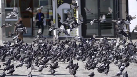 Many pigeons in Taksim square Vídeos de archivo 148468244