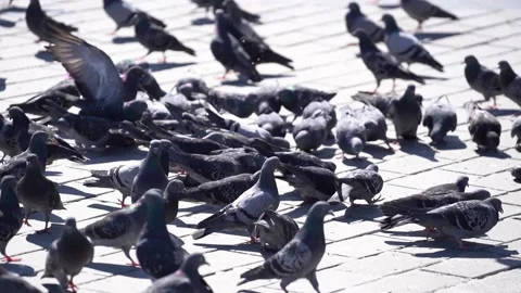 Many pigeons in Taksim square Stock Footage 148473201
