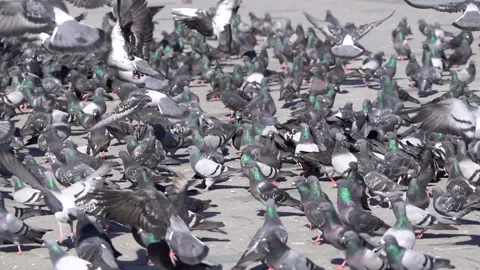 Many pigeons in Taksim square Stock Footage 148473735