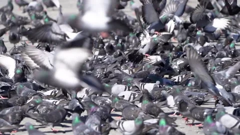 Many pigeons in Taksim square Stock Footage 148474109