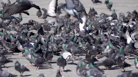 Many pigeons in Taksim square Stock Footage 148474193