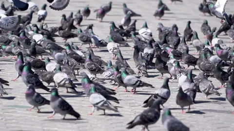 Many pigeons in Taksim square Stock Footage 148474228