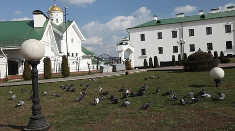 Many pigeons in a town Stock Footage 36603924
