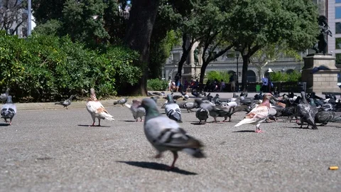 Many pigeons in the town square 스톡 동영상 114085661