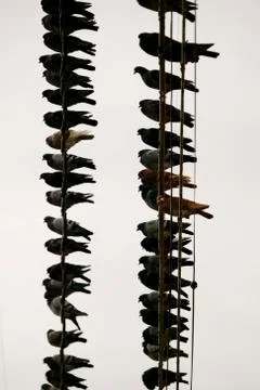 Many Pigeons on a Wire Stock Photos