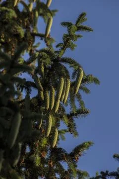 Many pine cones, pine trees in the room. Stock Photos