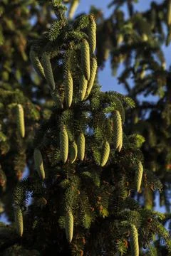 Many pine cones, pine trees in the room. Stock Photos