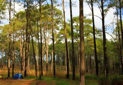 Many pine tree high with blue camping tent and sky background Stock Photos
