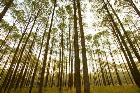 Many pine trees in deep jungle or forest with green grass field and yellow light Stock Photos