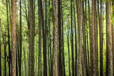 Many pine trees in the forest and morning sunlight. Stock Photos