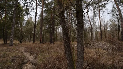 Many pine trees in the forest. Nature Stock Footage 124482935