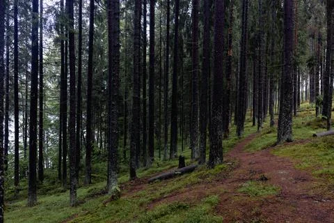 Many pine trees on the forest path Stock Photos