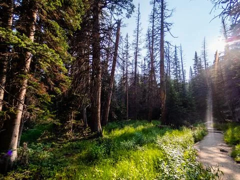 Many pine trees framing a trail in the Rocky Mountains in the evening sun. Foto stock