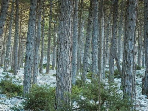Many pine trees in mountain forest 库存照片