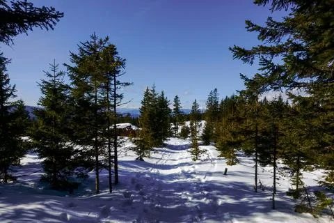 Many pine trees with snow and blue sky Stock Photos
