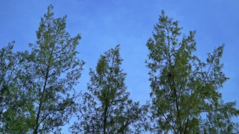 Many pine trees were swaying in the wind. Stock Footage 279250380
