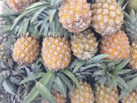 Many pineapples textured for background Foto stock
