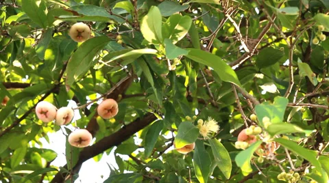 Many pink apple fruit on the tree. Stock Footage 37525165
