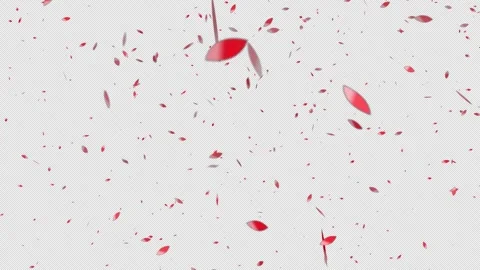Many pink petals elegantly fall on a dark black background Stock Footage 334654854