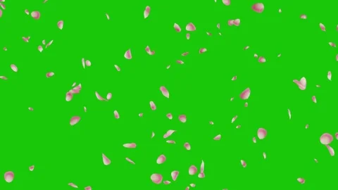 Many pink petals falling down on a green screen 库存影片 331766241
