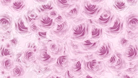 Many pink rose buds fall down, loop background Stock Footage 103183840