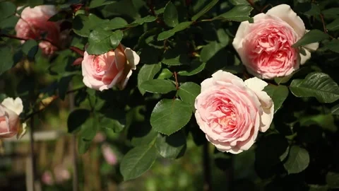 Many pink roses right sided with green bokeh background in the garden. Stock Footage 244108648