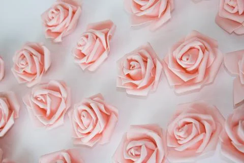 Many pink roses on a white isolated background. There is a place for your text Stock Photos