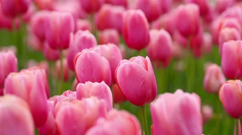 Many pink tulips in a field Stock Footage 24603083