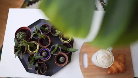 Many plants and cacti in small pots on the table. Croissant and coffee for Video stock 114157811