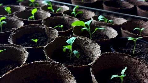 Many plants in biodegradable pots, seedlings prepared for growing Stock-Footage 184090016