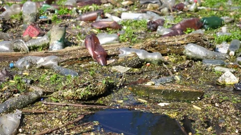 Many plastic bottles lying on green lawn at forest. Trash is dumped Stock Footage 309757637
