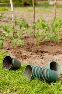 Many plastic empty flowerpots of tomato plants Foto stock