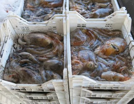 Many polyps on the boxes feshly caught on the sea Фото