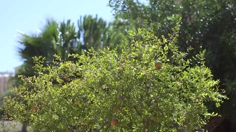 Many pomegranate on a tree Stock Footage 55889147