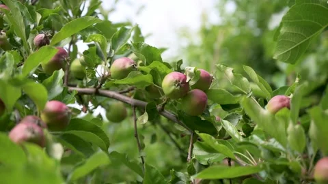 Many pomegranates on a branch in a light wind Stock Footage 133241743