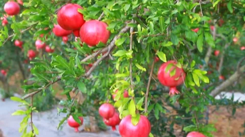 Many pomegranates on tree Vidéo 42066217