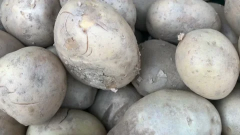 Many potatoes together Stock Footage 146992764