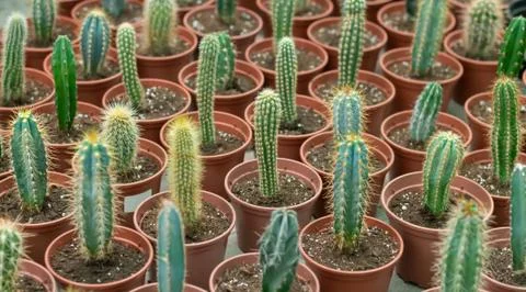 Many potted cactuses background. Selective focus Stock Photos