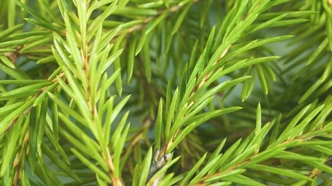 Many prickly branches of coniferous trees, shooting from macro to close up Stock Footage 106733011