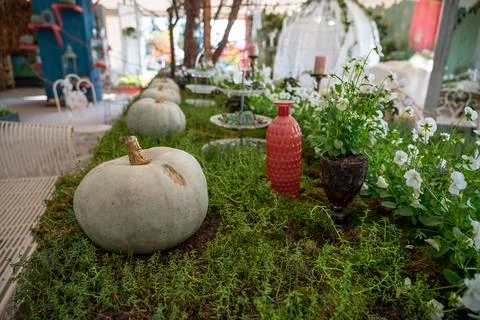 Many pumpinks on display made of table with plants growing from it. Stock Photos